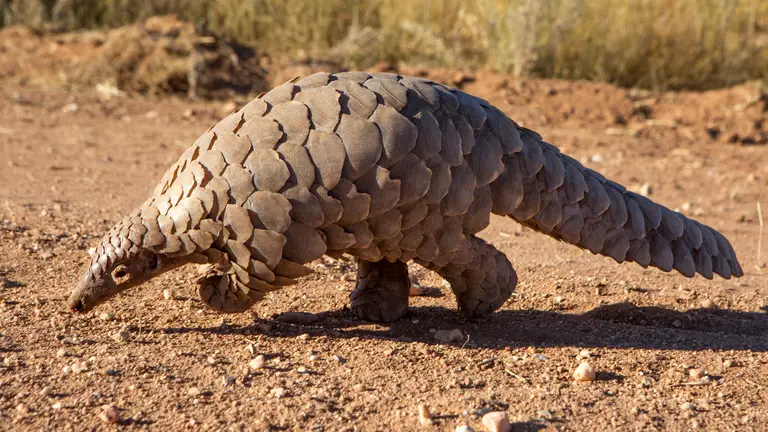 Pangolins: Unique, Scaled Mammals of the World