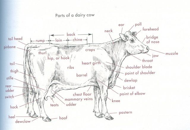 Physical Characteristics of Cattle