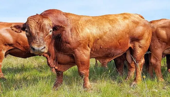 Popular Beef Cattle Breeds and Their Benefits