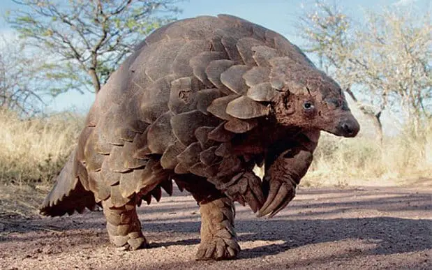 Pangolins Size