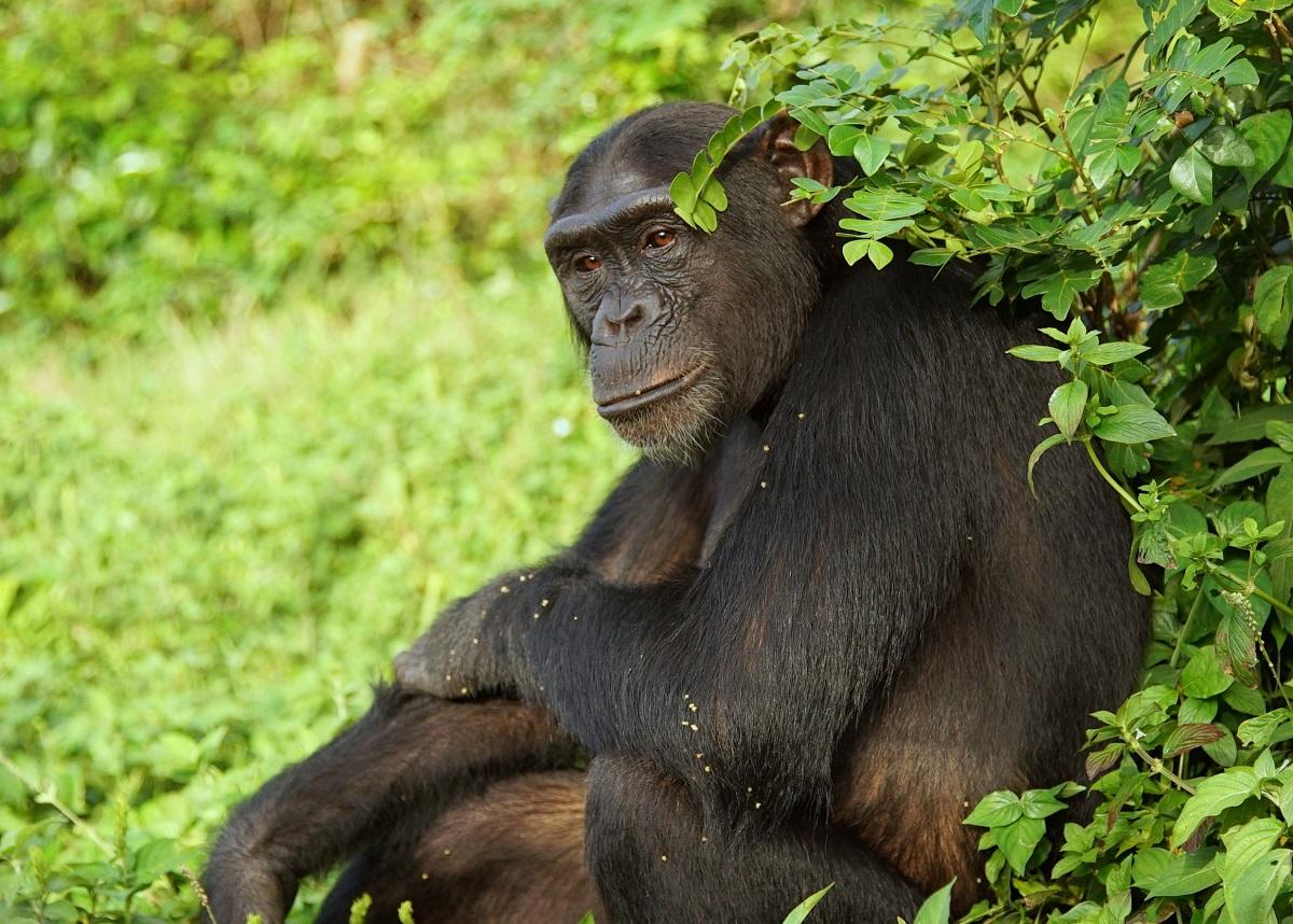 Southeastern Chimpanzee (Pan marungensis)