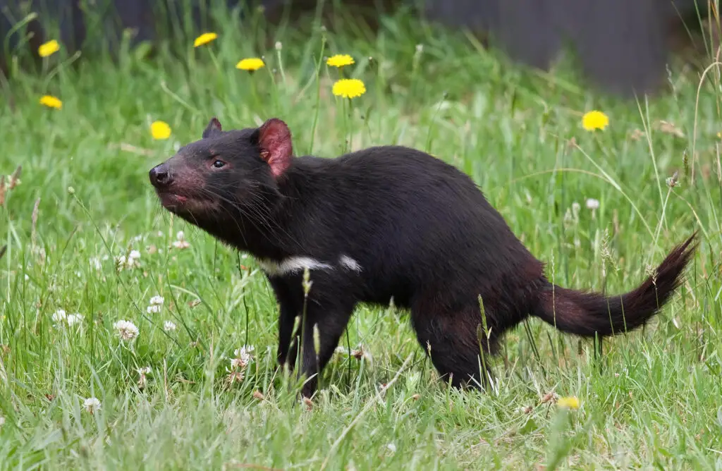 Tasmanian Devils: The Fierce Marsupials of Australia