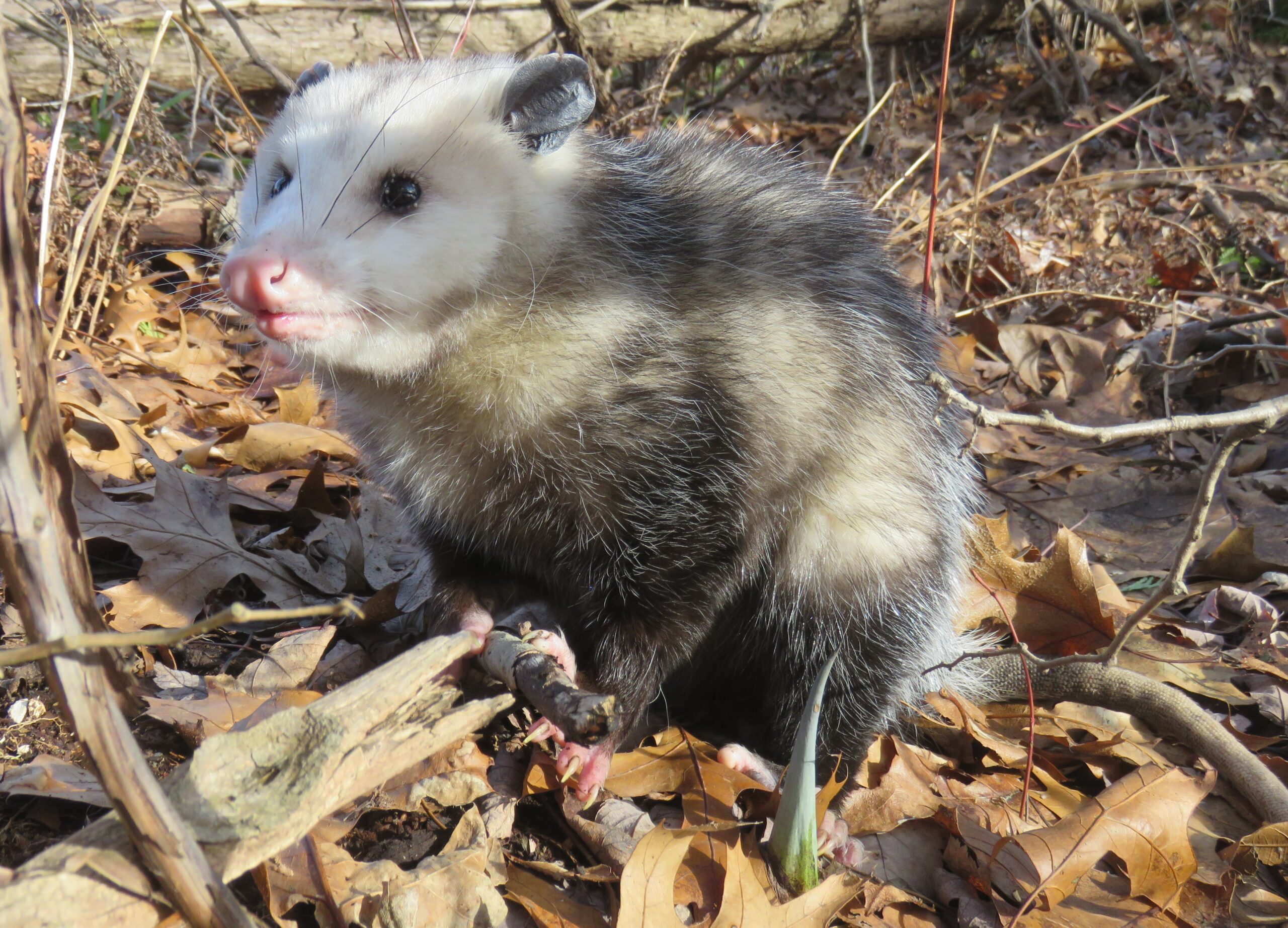 The Wonderful World of Opossums: Nature’s Unique Marsupials