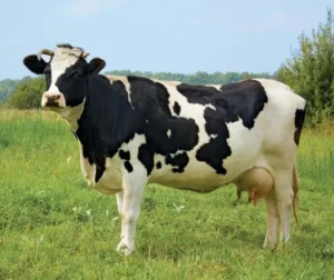 Top Dairy Cattle Breeds for Milk Production