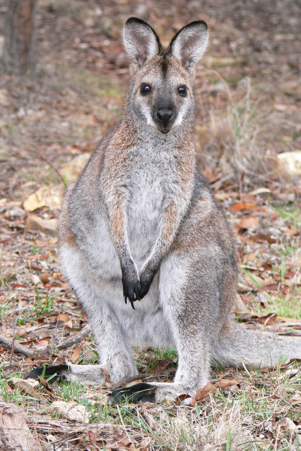 Marsupials Weight