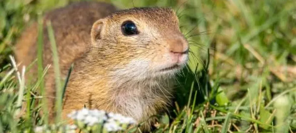 What Attracts Gophers to Your Yard?