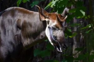 What is unique about the Okapi’s tongue