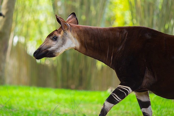 All About the Okapi: The Forest Giraffe - World Deer