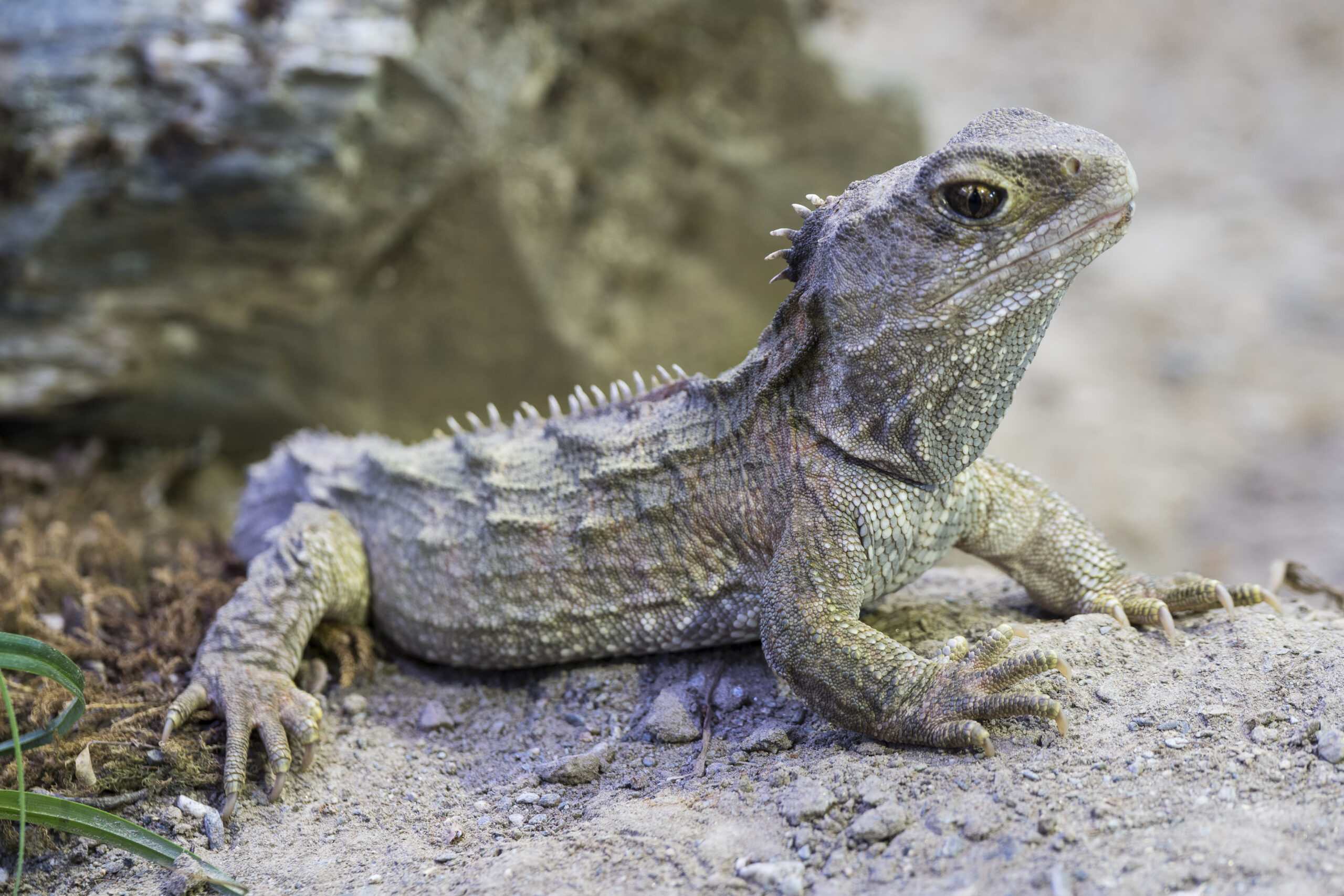 Where Can Reptiles Be Found?