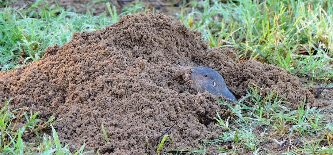 Why Do Gophers Build Mounds?