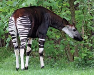 Why Do Okapis Have Four Stomachs?