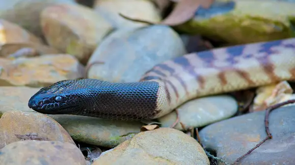 Why Do Reptiles Have Scales?