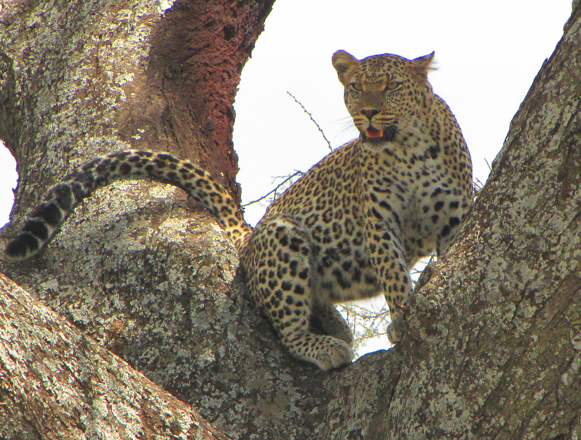 leopard in african mythology