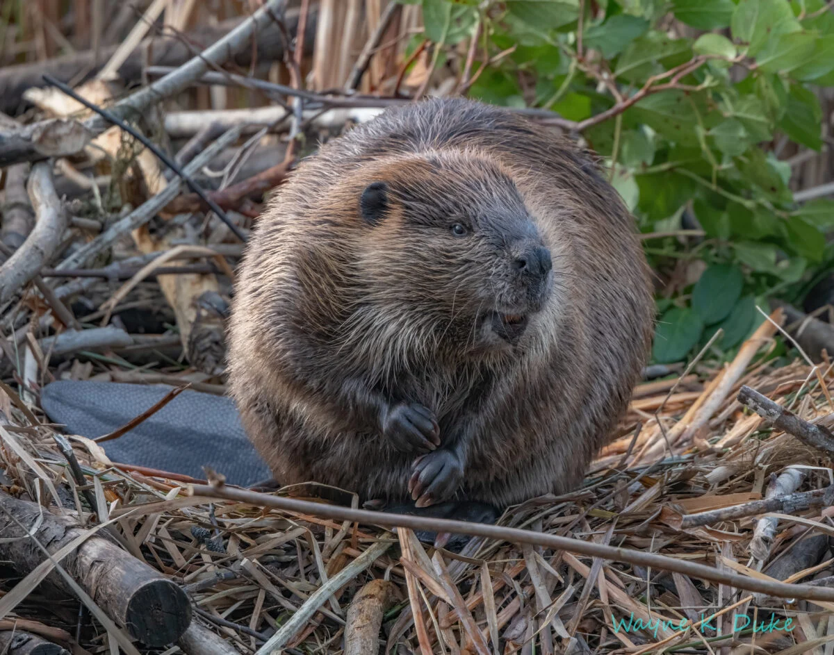 Beaver Facts: Everything You Need to Know