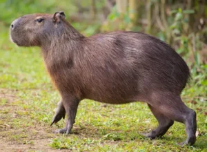 Capybara: The World’s Largest Rodent