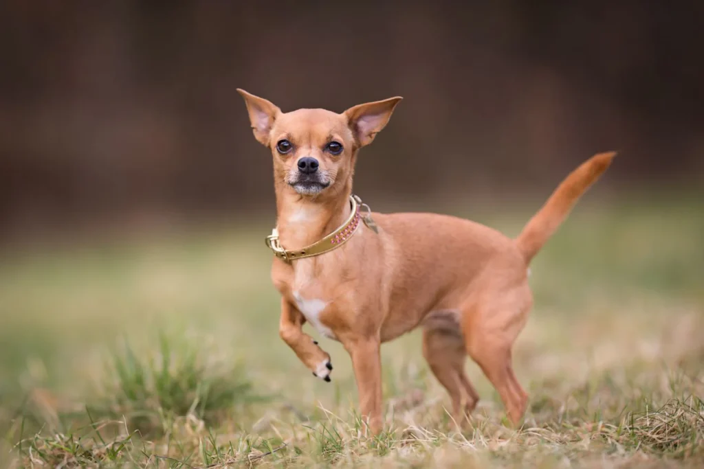 Chihuahua Dog Breed: Everything You Need to Know