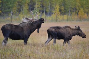 Do Male and Female Moose Have Antlers?