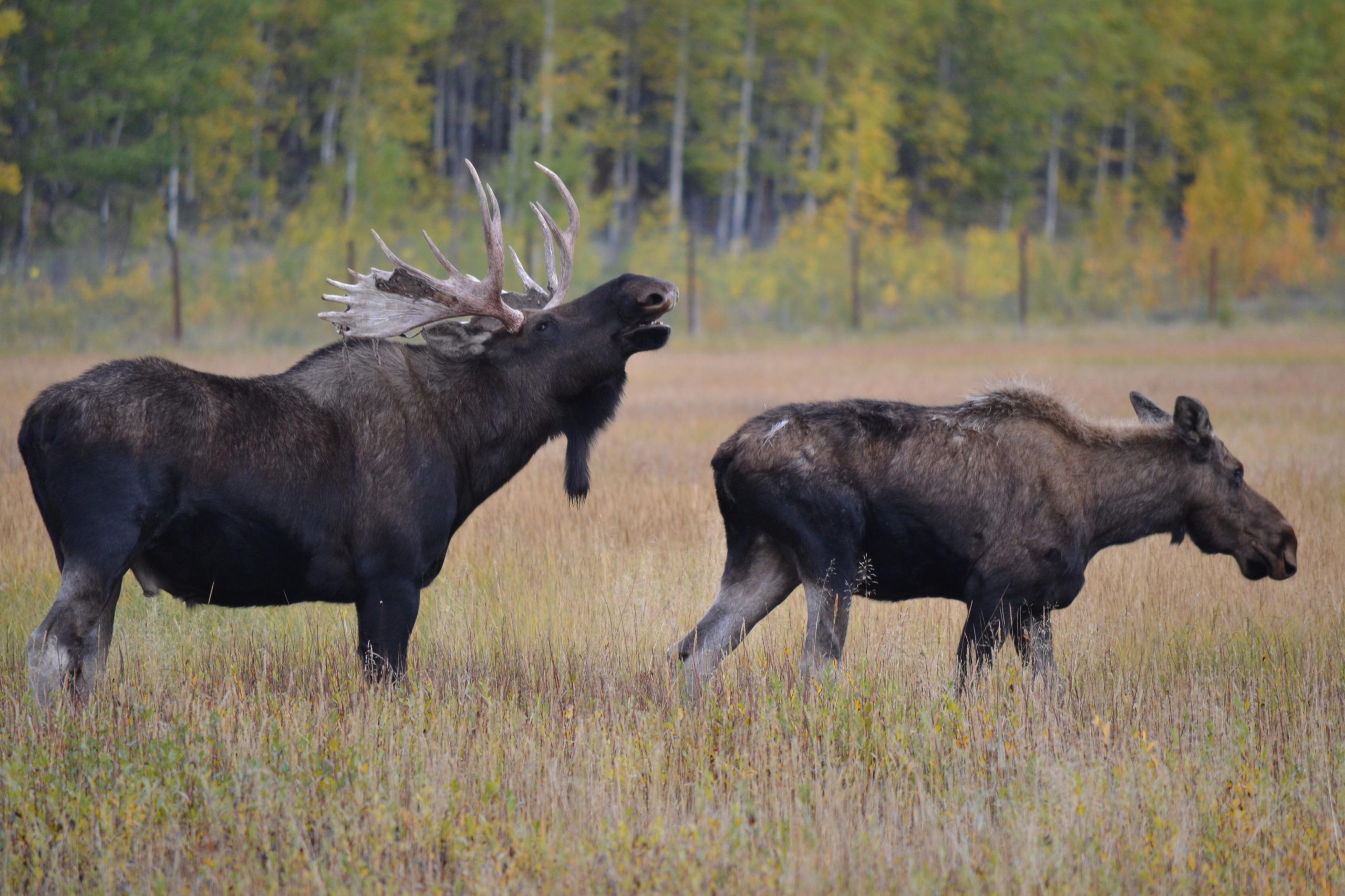 Do Male and Female Moose Have Antlers? - World Deer