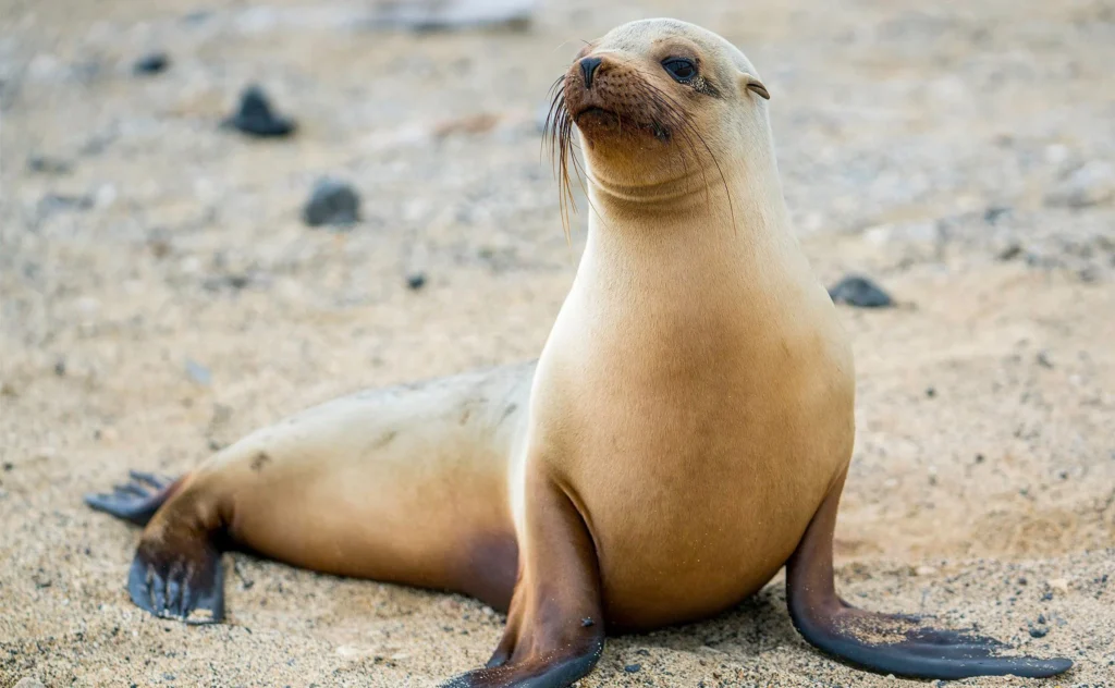 Eared Seals: Everything You Need to Know