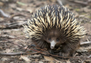 Echidna Predators: Natural Threats and Survival Tactics