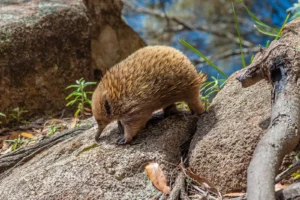 Echidnas diet explained: what they eat and how they survive