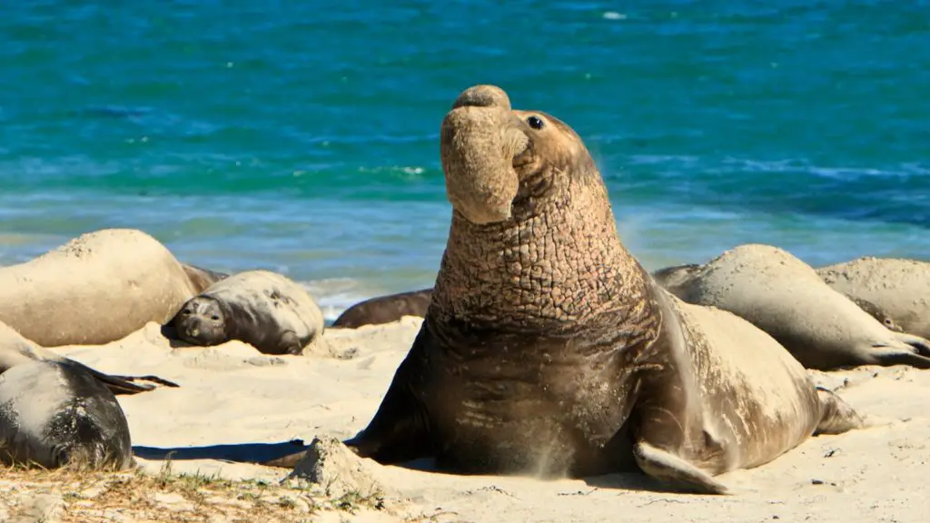 Elephant seals vs. other seals: what makes them unique