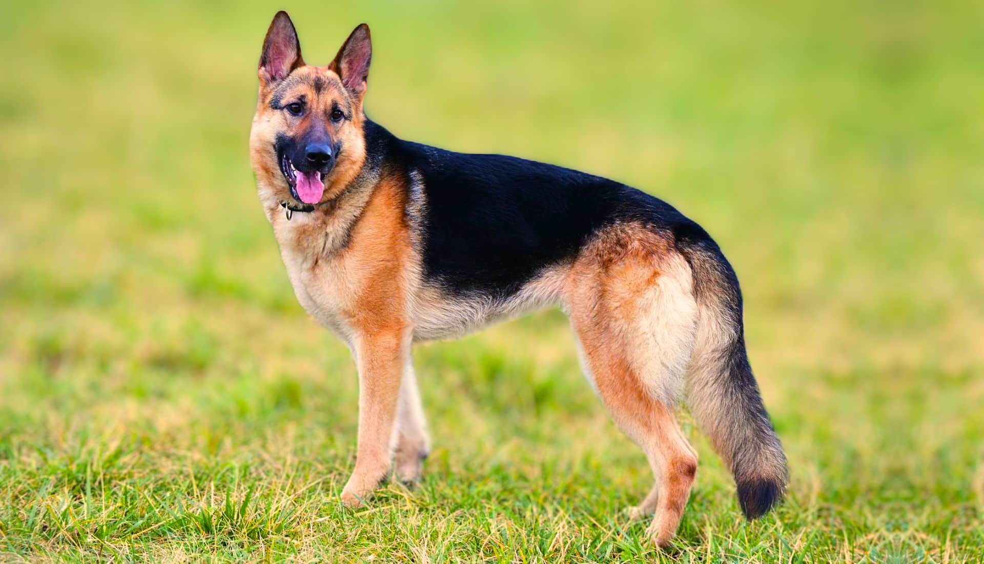 German Shepherd Dog Breed Facts Personality And Living Needs World German Shepherd Dog Breed Facts Personality And Living Needs World