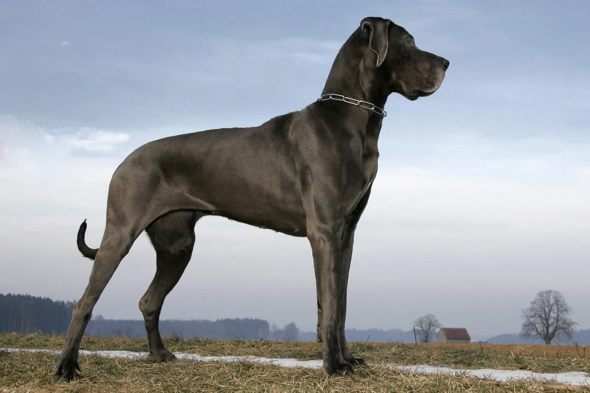 Great Dane: Everything You Need to Know About This Gentle Giant