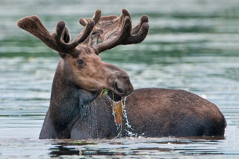 How Fast Can a Moose Run? Unveiling the Speed of This Majestic Creature