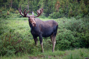 How Tall is a Moose?