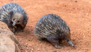 How do echidnas communicate with each other?