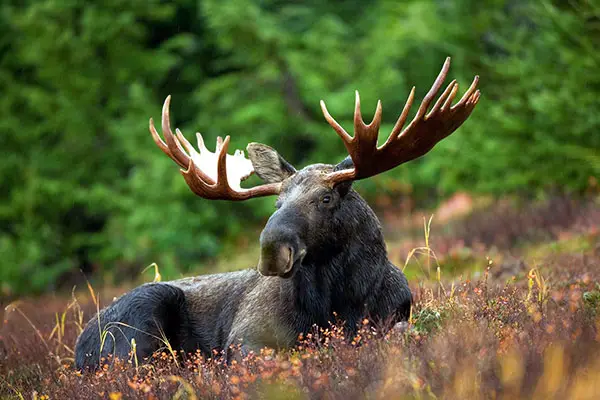 How to Avoid and Survive a Moose Attack