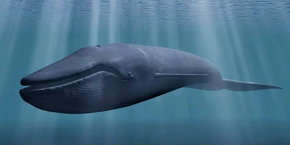 Is the blue whale the largest animal of all time?