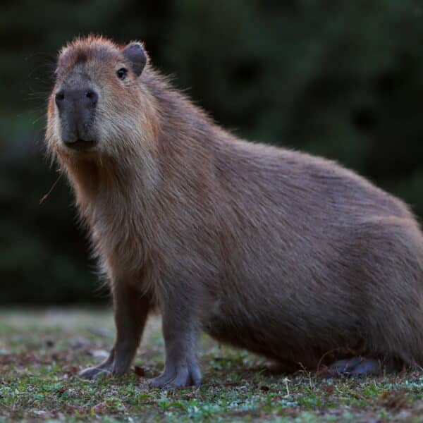 Rodents: Classification, Habitats, and Their Role in Ecosystems