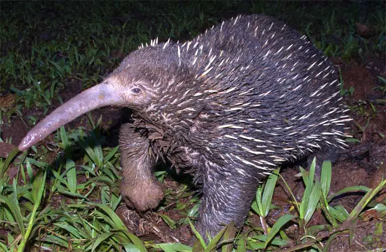 Long-Beaked Echidna: A Rare Mammal Explained