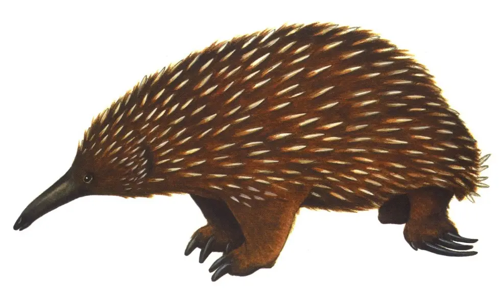 Megalibgwilia: The Ancient Echidna You Need to Know