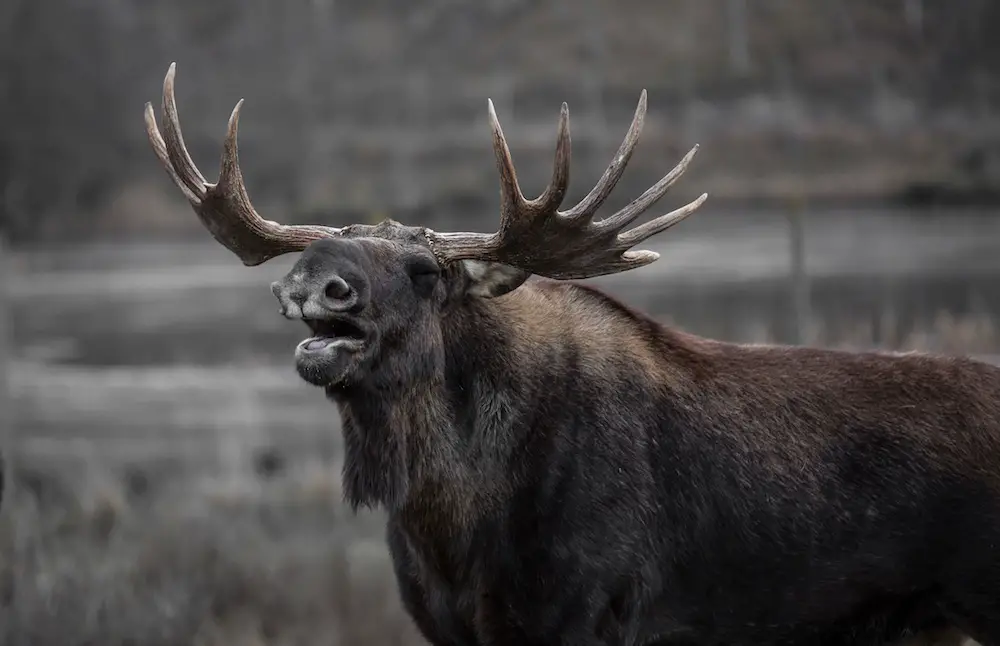 Moose Behavior and Communication