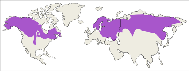 Moose Habitat and Distribution