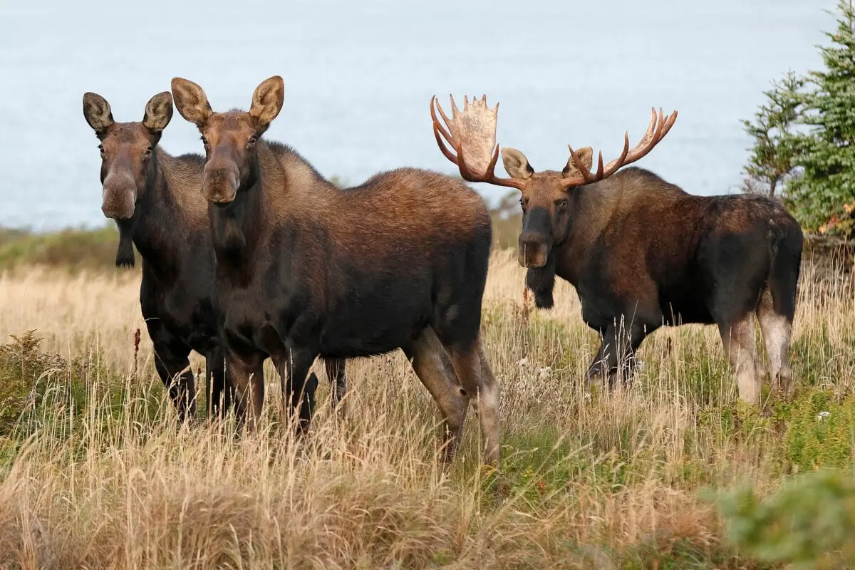 Moose: The Towering Giants of the Forest