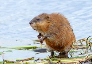 Muskrat: A Guide to This Fascinating Creature