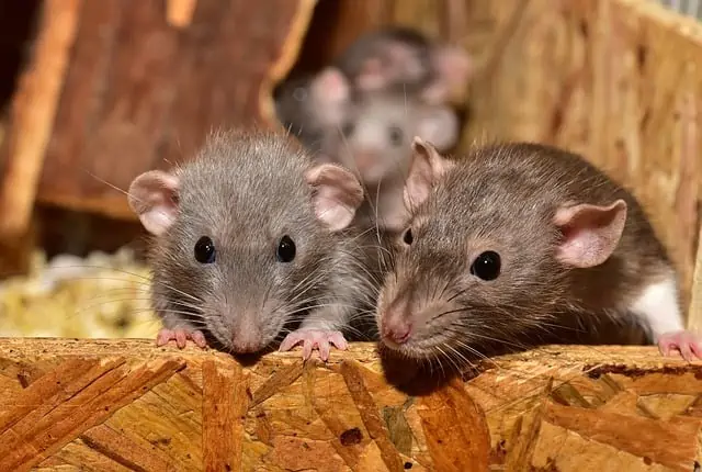 Rats: Facts, Habitat, and Behavior Explained