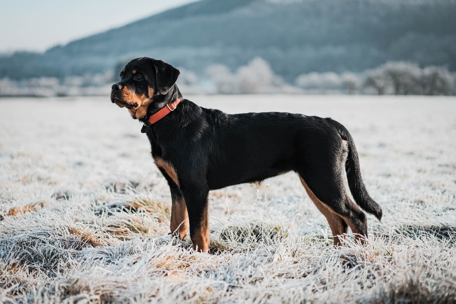 Rottweiler Dog Breed Overview: Key Facts and Traits - World Deer