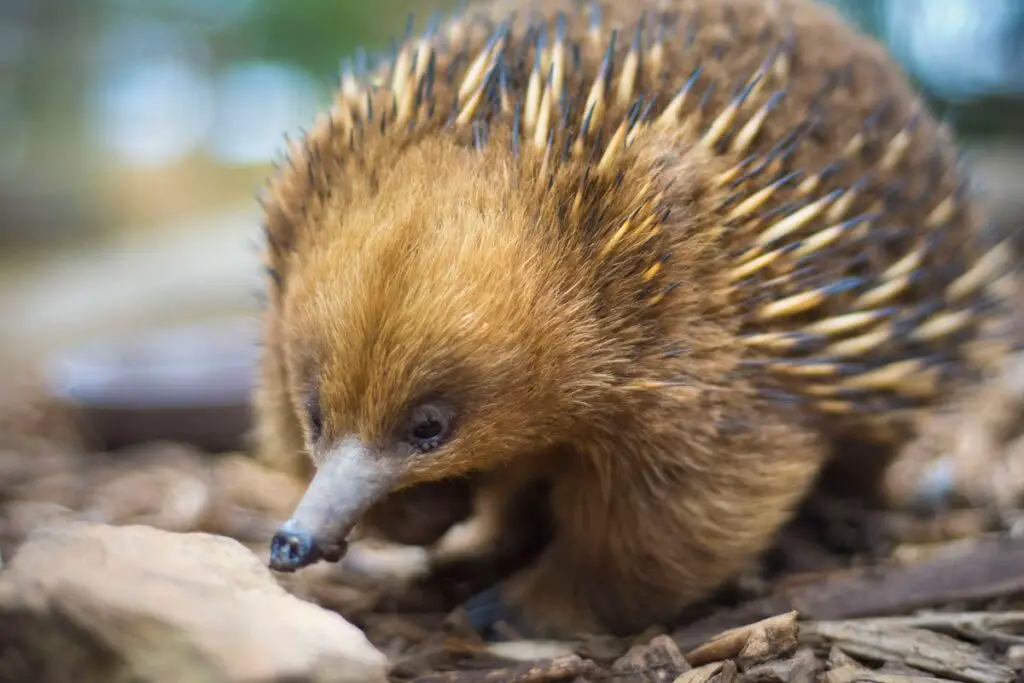 Short-beaked echidna: Nature’s Spiky Mammal