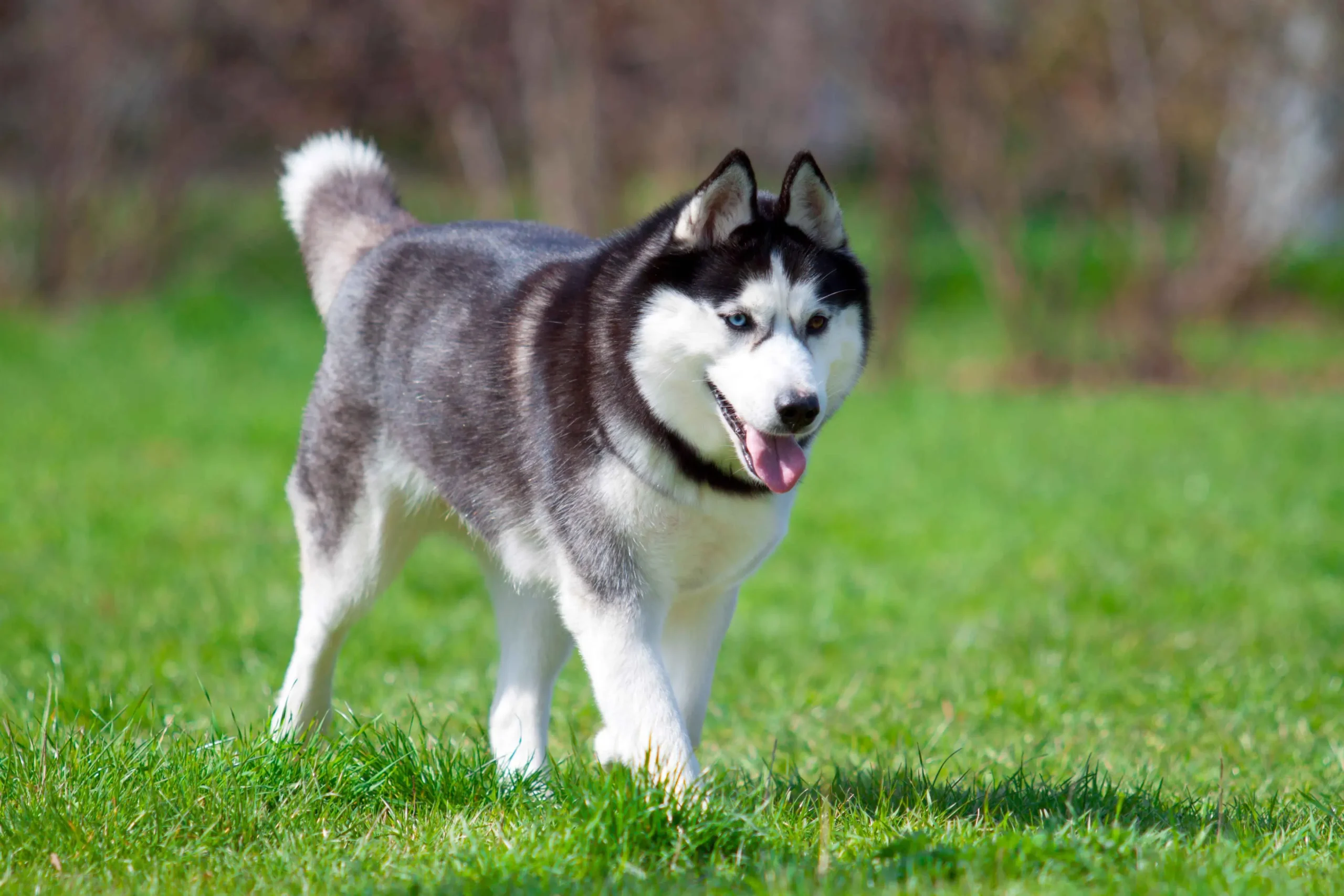 Siberian Husky Dog Breed Info and Care Tips