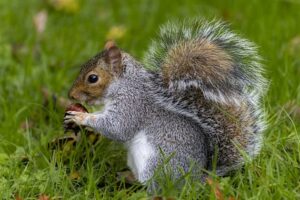 Squirrel Facts: Diet, Habitat, and Unique Traits