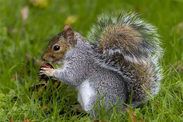 Squirrel Facts: Diet, Habitat, and Unique Traits