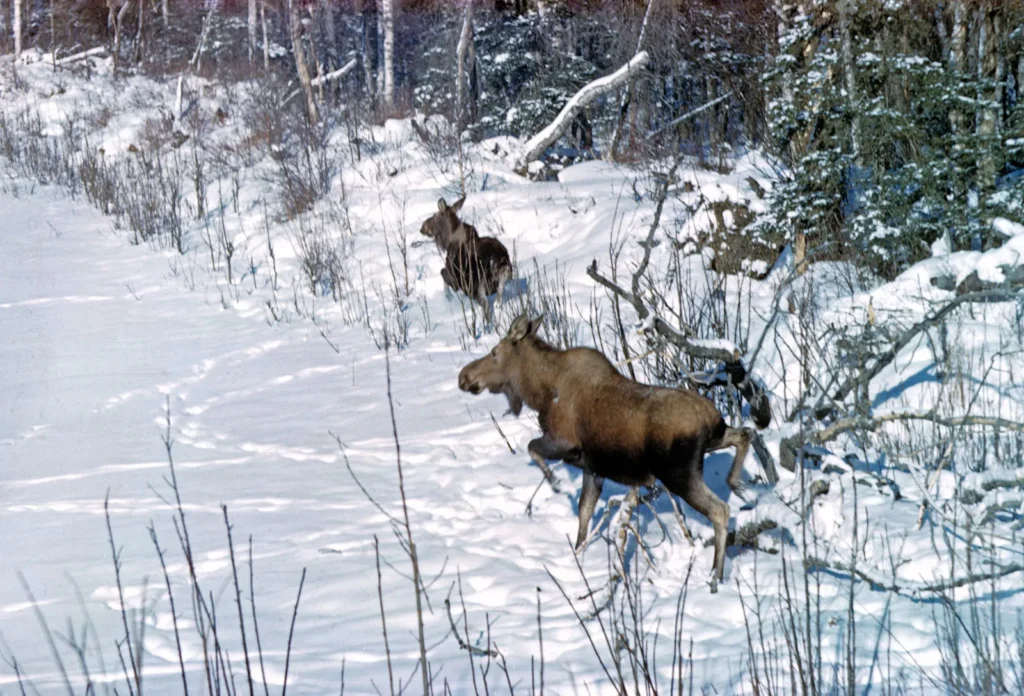 The Moose's Role in Ecosystems: Why They Matter