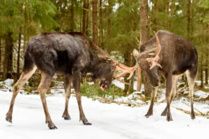 Top Predators and Threats to Moose: What You Need to Know