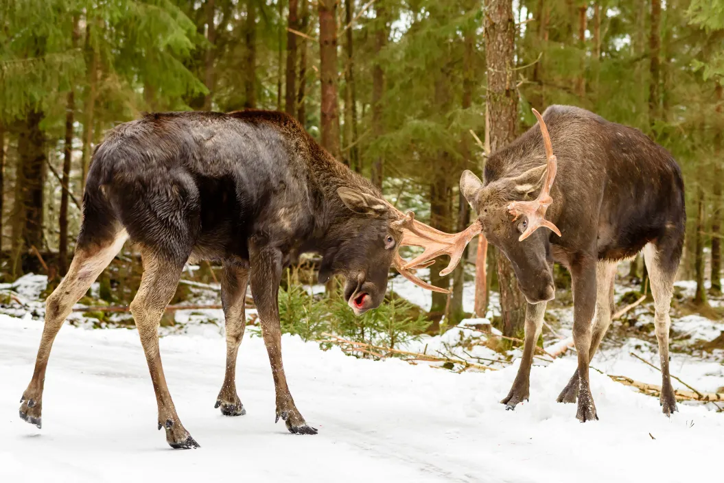 Top Predators and Threats to Moose: What You Need to Know