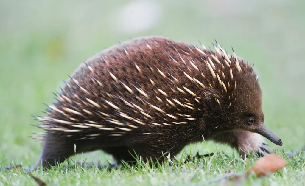 Unique echidna characteristics that set them apart